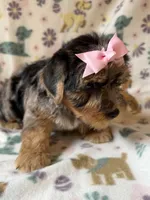 Ellie , a female Yorkshire Terrier for sale in Dahlonega, GA – 3 of 5