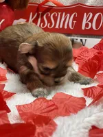 Zoey’s Female 3, a female Yorkshire Terrier and Shorkie for sale in Dahlonega, GA – Photo 2 of 4