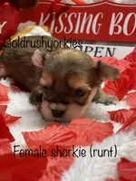 Zoey’s Female 3, a female Yorkshire Terrier and Shorkie for sale in Dahlonega, GA – Photo 1 of 4