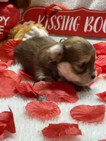 Zoey’s Female 3, a female Yorkshire Terrier and Shorkie for sale in Dahlonega, GA – Photo 4 of 4