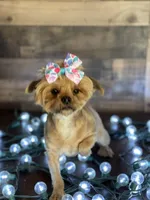 Hadley, a female Yorkshire Terrier for sale in Dahlonega, GA – Photo 1 of 5