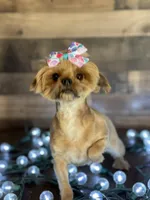 Hadley, a female Yorkshire Terrier for sale in Dahlonega, GA – Photo 4 of 5