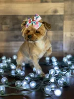 Hadley, a female Yorkshire Terrier for sale in Dahlonega, GA – Photo 5 of 5