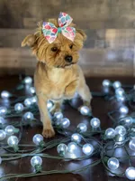 Hadley, a female Yorkshire Terrier for sale in Dahlonega, GA – Photo 3 of 5