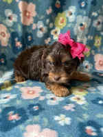 Zoe, a female Yorkshire Terrier for sale in Dahlonega, GA – 4 of 4