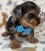 Romeo, a male Yorkshire Terrier for sale in Dahlonega, GA – Photo 3 of 5