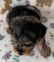 Romeo, a male Yorkshire Terrier for sale in Dahlonega, GA – Photo 2 of 5