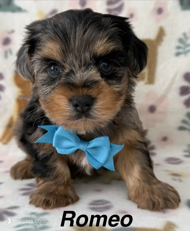 Romeo – Yorkshire Terrier puppy for sale in Dahlonega, GA