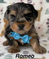 Romeo, a male Yorkshire Terrier for sale in Dahlonega, GA – Photo 1 of 5