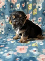 Pluto, a male Yorkshire Terrier for sale in Dahlonega, GA – 3 of 4