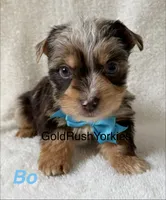 Bo , a male Yorkshire Terrier for sale in Dahlonega, GA – 1 of 7