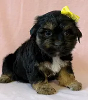 Yellow girl, a female Yorkshire Terrier for sale in Dahlonega, GA – 1 of 5