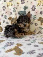 Rocky, a male Yorkshire Terrier for sale in Dahlonega, GA – 2 of 4