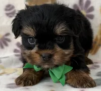 Archer, a male Yorkshire Terrier for sale in Dahlonega, GA – Photo 3 of 4