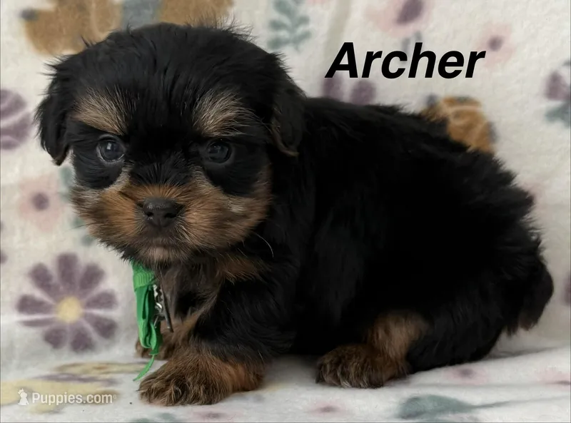 Archer – Yorkshire Terrier puppy for sale in Dahlonega, GA