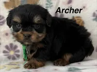 Archer, a male Yorkshire Terrier for sale in Dahlonega, GA – Photo 1 of 4