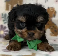 Archer, a male Yorkshire Terrier for sale in Dahlonega, GA – Photo 2 of 4