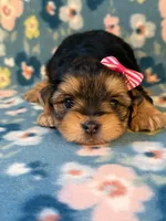 Pink, a female Yorkshire Terrier for sale in Dahlonega, GA – 2 of 4
