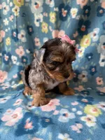 Ellie, a female Yorkshire Terrier for sale in Dahlonega, GA – 2 of 7