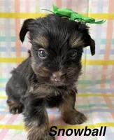 Snowball, a female Yorkshire Terrier for sale in Dahlonega, GA – Photo 1 of 4
