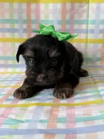 Snowball, a female Yorkshire Terrier for sale in Dahlonega, GA – Photo 4 of 4