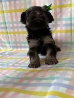 Snowball, a female Yorkshire Terrier for sale in Dahlonega, GA – Photo 2 of 4