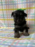 Snowball, a female Yorkshire Terrier for sale in Dahlonega, GA – Photo 3 of 4