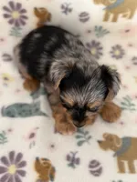 Rusty, a male Yorkshire Terrier for sale in Dahlonega, GA – 3 of 4