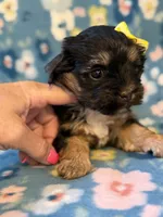 Yellow, a female Yorkshire Terrier for sale in Dahlonega, GA – 5 of 5