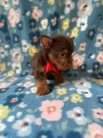 Duke, a male Yorkshire Terrier for sale in Dahlonega, GA – 4 of 5