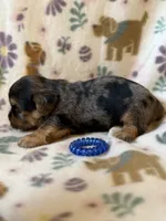 Rubble, a male Yorkshire Terrier for sale in Dahlonega, GA – 4 of 5