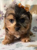 Skye, a female Yorkshire Terrier for sale in Dahlonega, GA – 2 of 3