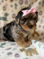 Ellie, a female Yorkshire Terrier for sale in Dahlonega, GA – 2 of 4
