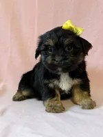 Yellow girl, a female Yorkshire Terrier for sale in Dahlonega, GA – 3 of 5