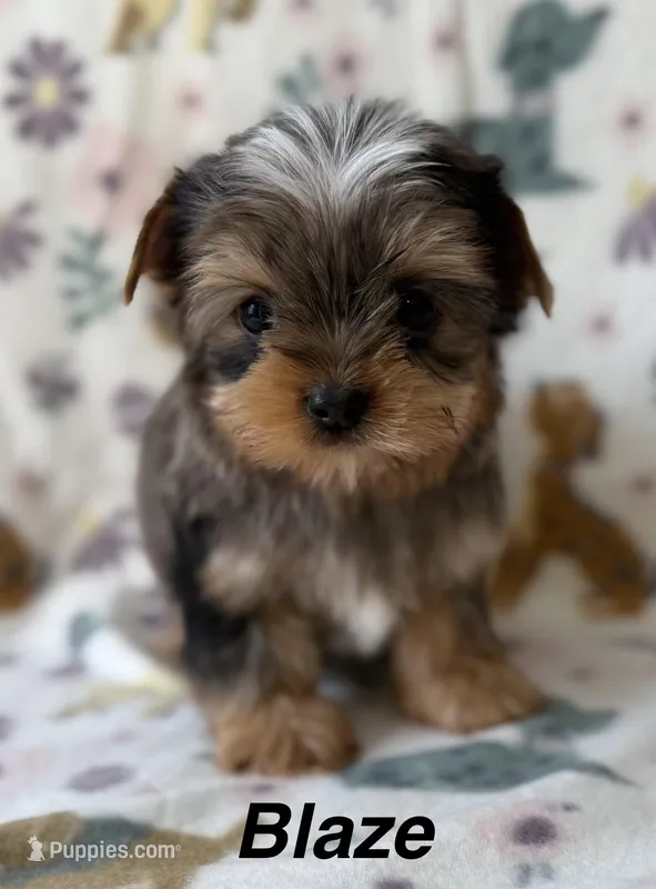 Blaze – Yorkshire Terrier puppy for sale in Dahlonega, GA