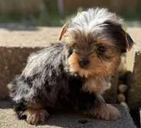 Blaze, a male Yorkshire Terrier for sale in Dahlonega, GA – Photo 5 of 5