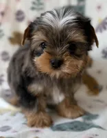 Blaze, a male Yorkshire Terrier for sale in Dahlonega, GA – Photo 3 of 5