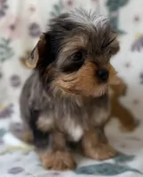 Blaze, a male Yorkshire Terrier for sale in Dahlonega, GA – Photo 2 of 5
