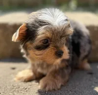 Blaze, a male Yorkshire Terrier for sale in Dahlonega, GA – Photo 4 of 5