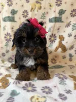 Precious , a female Yorkshire Terrier for sale in Dahlonega, GA – 3 of 3
