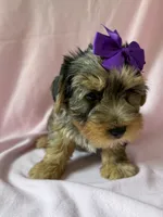 Ellie, a female Yorkshire Terrier for sale in Dahlonega, GA – 4 of 5