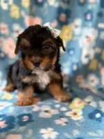 Roxy, a female Yorkshire Terrier for sale in Dahlonega, GA – 2 of 6