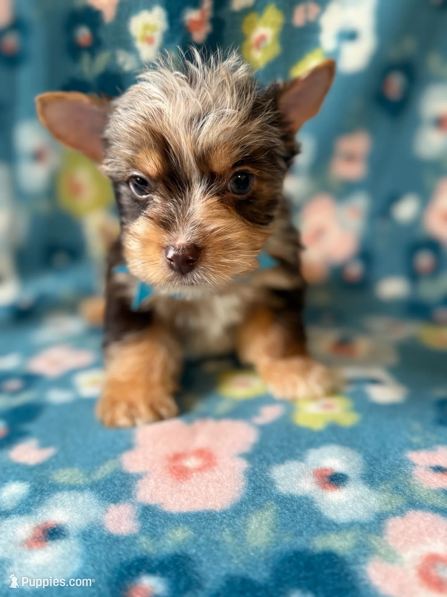 Bo , a male Yorkshire Terrier for sale in Dahlonega, GA – 1 of 4