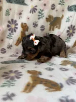 Everest, a female Yorkshire Terrier for sale in Dahlonega, GA – 4 of 5