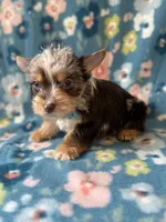 Bo , a male Yorkshire Terrier for sale in Dahlonega, GA – 2 of 4