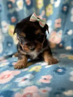 Roxy, a female Yorkshire Terrier for sale in Dahlonega, GA – 2 of 3