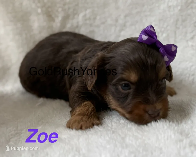 Zoe – Yorkshire Terrier puppy for sale in Dahlonega, GA