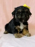 Yellow girl, a female Yorkshire Terrier for sale in Dahlonega, GA – 5 of 5