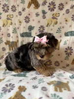 Ellie , a female Yorkshire Terrier for sale in Dahlonega, GA – 5 of 5