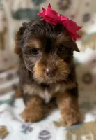 Zoe, a female Yorkshire Terrier for sale in Dahlonega, GA – 4 of 4